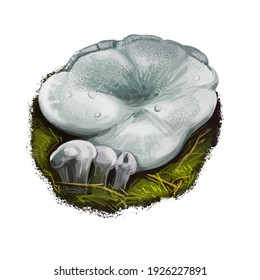 Phellodon Niger Or Black Tooth Mushroom, Stipitate Hydnoid Fungi Closeup Digital Art Illustration. Boletus Has Whitish Cap That Later Darkens In Center To Grey. Plants Growing In Woods And Forests.