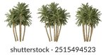 Phoenix dactylifera palm trees on white background, tropical plant, 3d render illustration.