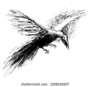 Phoenix - The Mythical Fiery Bird Reborn From The Ashes. Black And White Expressive Illustration Made With A Feather. 