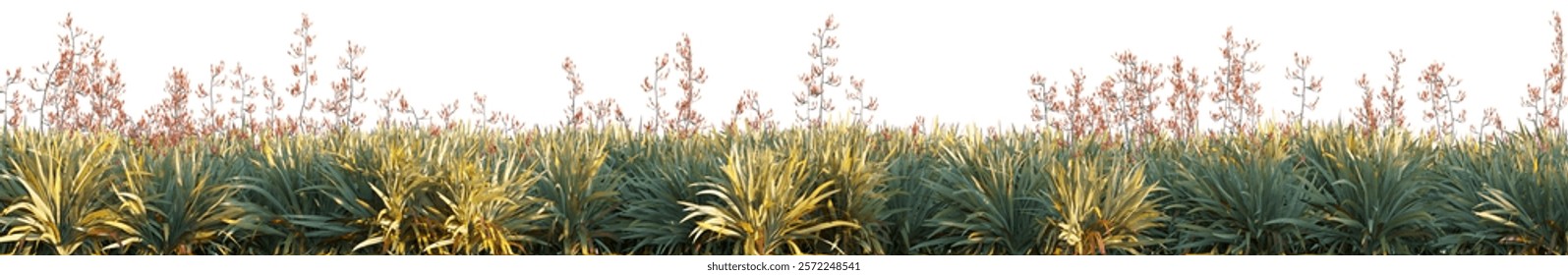 Phormium tenax (New Zealand Flax) grass field isolated on a white background premium cutout high resolution