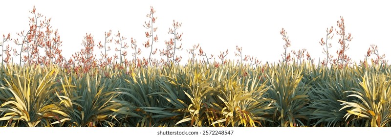 Phormium tenax (New Zealand Flax) grass field isolated on a white background premium cutout high resolution