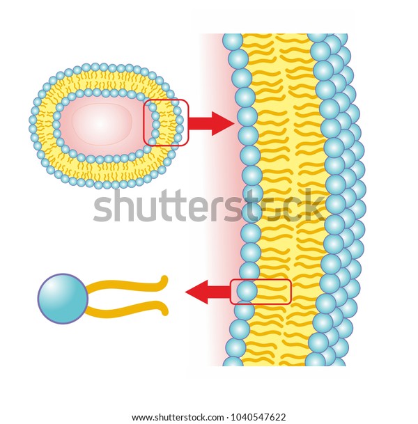 動物細胞のリン脂質二重層は 2層の脂質分子から成る薄膜である リン脂質分子は 疎水性脂肪酸の尾と親水性の頭部から成る のイラスト素材