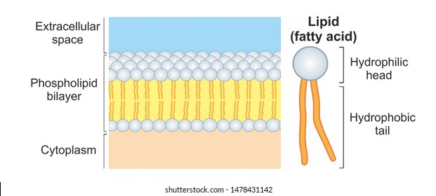 The phospholipid bilayer is a thin polar membrane made of two layers of lipid molecules. A phospholipid molecule consists of a hydrophobic fatty acid tail and a hydrophilic head