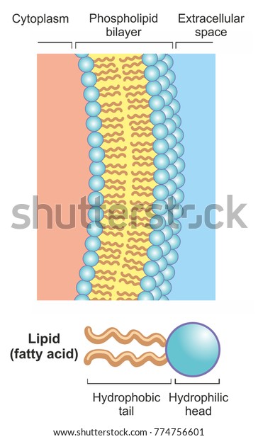 リン脂質二重層は 2層の脂質分子から成る薄い極性膜である リン脂質分子は 疎水性脂肪酸の尾と親水性の頭部から成る のイラスト素材