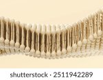 Phospholipid double layer in cell membrane. Cell membrane structure. 3d rendering