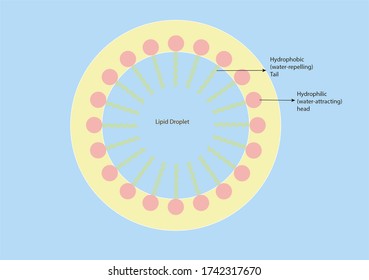 Phospholipids In A Lipid Droplet With Hydrophobic Tails And Hydrophilic Heads