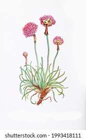 Photograph Of A Vintage Botanical Thrift Plant Illustration