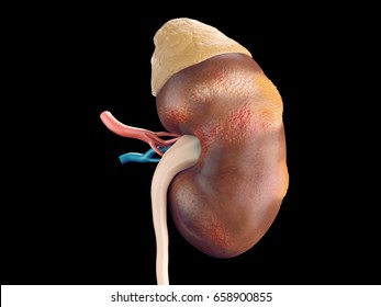 Photorealistic 3d Illustration Of Human Kidney Cancer Disease With Adrenal Gland And Vessels Isolated On Black