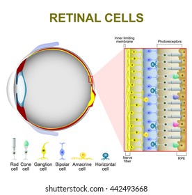 Photoreceptor Cells In The Retina Of The Eye. Rod Cell And Cone Cell. The Arrangement Of Retinal Cells Is Shown In A Cross Section