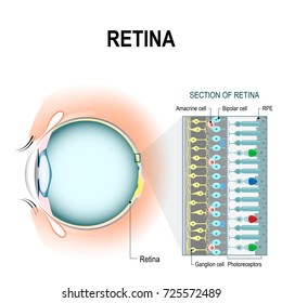 Photoreceptor Cells. Retinal Cells: Rod And Cone Cells, Amacrine, Ganglion, Bipolar Cell And RPE. The Arrangement Of Retinal Cells Is Shown In A Cross Section. Infographic Of Human Eye