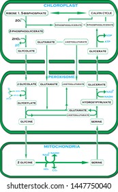 Photorespiration - C2 Cycle In Chloroplast, Peroxisome, Mitochondria (Plant Cycles)