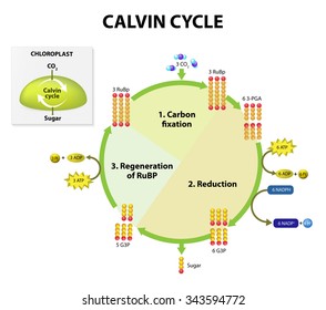 Photosynthesis. calvin cycle in chloroplast.