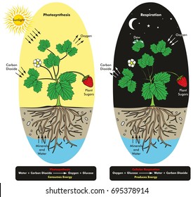 昼と夜の植物の光合成と細胞呼吸の過程を示すインフォグラフィック図で 生物科学教育の化学反応との比較を示す のイラスト素材