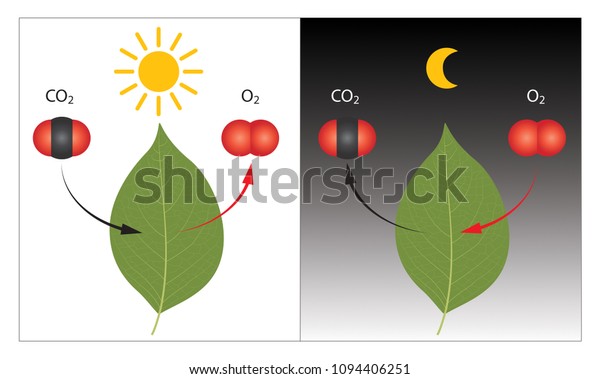 昼と夜の植物の光合成と細胞呼吸の過程 のイラスト素材