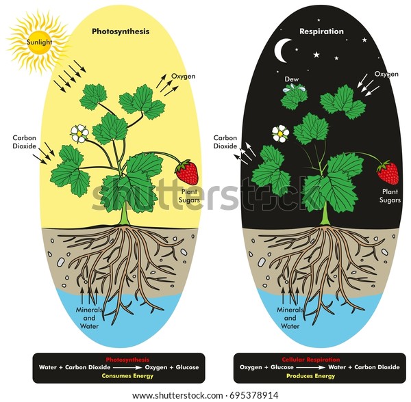 昼と夜の植物の光合成と細胞呼吸の過程を示すインフォグラフィック図で 生物科学教育の化学反応との比較を示す のイラスト素材