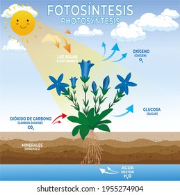 Photosynthesis illustrations diagram. Conversion of light, water, carbon dioxide, oxygen and sugar. Photosynthesis illustration