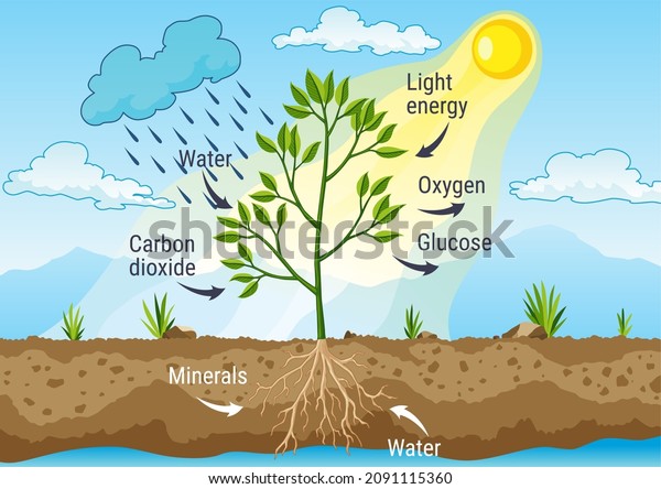 what is the function of water in photosynthesis