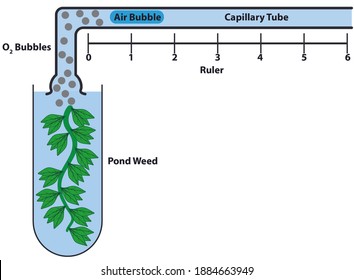 Photosynthometer.  Pondweed producing oxygen bubbles that enter capillary tube and moves bubble so to calculate rate of photosynthesis.  