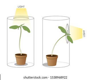 Phototropism why do plants grow towards light