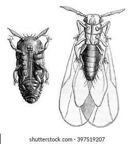 Phylloxera vastatrix wingless, Phylloxera vastatrix wing, vintage engraved illustration. Magasin Pittoresque 1870.