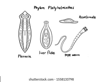 Phylum Platyhelminthes, Planaria Liver Fluke, Tape Worm