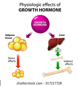 Physiologic Effects of Growth Hormone. Direct and indirect effects