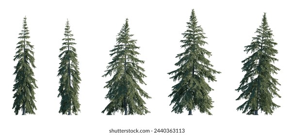 Picea Glauca frontal set (White, Canada, cat, skunk, single, western white, Porsild, black hill spruce) pinaceae needled fir tree medium and big isolated on a white background cutout hd