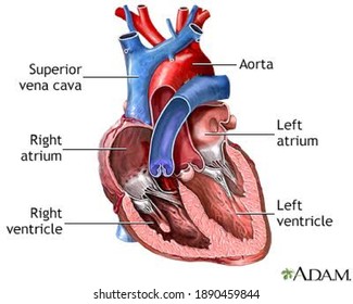 Picture describing the chambers of the heart. 
