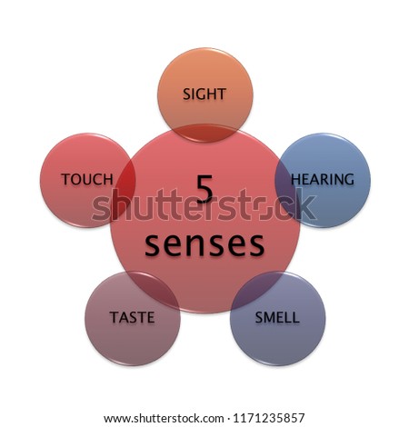 Picture Diagram 5 Senses Manufacturing Business Stock Illustration