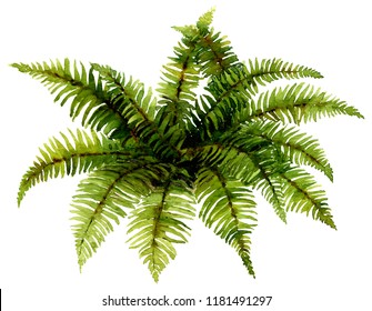 Picture of a green fern hand painted in watercolor on a white background
