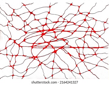 Picture: Human Capillaries Morphological Structure; Blood Circulatory System