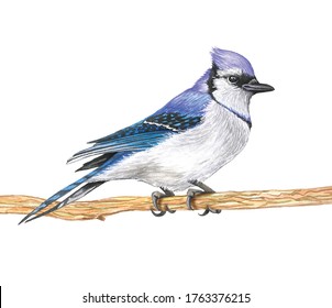 The picture "Jay on a branch" is was  made manually by pencils and watercolor on paper.