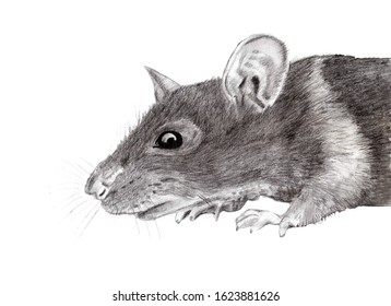 Picture Rat Pencil Drawing Illustration Rat Stock Illustration ...