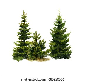 Picture of two spruces and a small pine-tree hand painted in watercolor