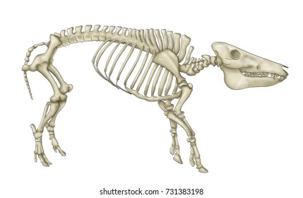 Pig Anatomy Images, Stock Photos & Vectors | Shutterstock