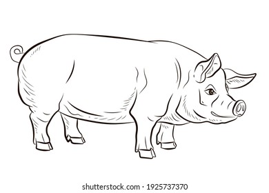 Pig Sketch Images, Stock Photos & Vectors | Shutterstock