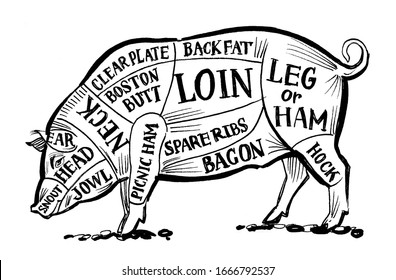 Pig Butcher Chart. Ink Black And White Drawing