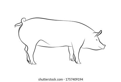 Pig – Simple line illustration