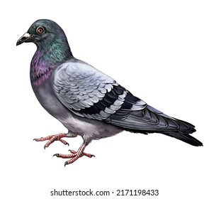 Pigeon (Columba), Dove, Realistic Drawing, Illustration For Bird Encyclopedia, Isolated Image On White Background