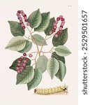 Pigeon-Plum and Great horned Caterpillar (1754) by Mark Catesby (1683-1749). Vintage botanical art, Mark Catesby drawing illustration, old botanical painting, Mark Catesby art print.