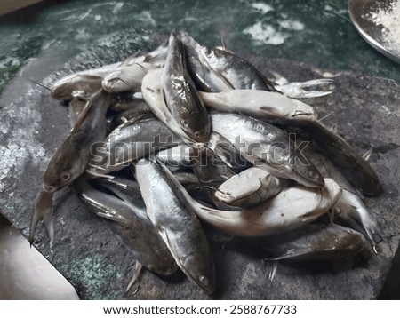 Image, Stock Photo Freshly Caught Catfish on a Ceramic Plate on an old Wooden Boardwalk