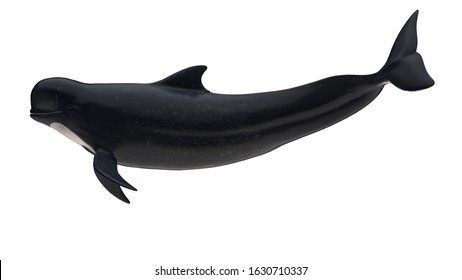 19 Pothead whale Images, Stock Photos & Vectors | Shutterstock