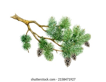 Pine Branch With Cones. Watercolor Hand Drawn Illustration. Realistic Green Spruce Element. Beautiful Lush Evergreen Foliage Tree Part. Natural Conifer Twig With Cones. White Background