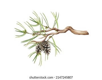 Pine Branch Watercolor Illustration. Hand Drawn Realistic Conifer Twig Element. Pine Tree Part With Needles And Cones. Spruce Evergreen Element On White Background