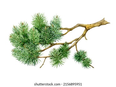 Pine Branch Watercolor Illustration. Hand Drawn Realistic Green Spruce Element. Beautiful Evergreen Tree Part. Natural Pine Twig On White Background