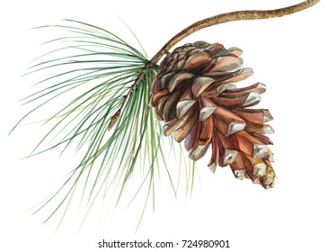 Pine Cone On A Branch, Watercolor Illustration