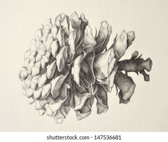 Pine Cone. Realistic Illustration. Artistic Pencil Hand Drawing. Nature Study. Sketch. Design. Pattern. Background. Motif