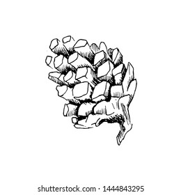 Pine cone sketch. Hand-drawn single pine cone, isolated on white background. Black sketch style illustration.