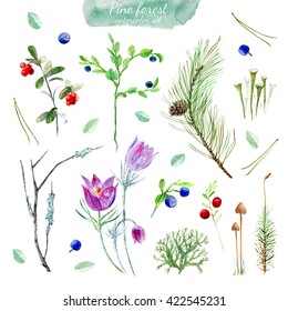 Pine Forest Floral Collection.Watercolor Illustration With Berry, Branch,pinecone,moss, Mushrooms,snowdrop,lichen.Watercolor Hand Drawn Illustration.