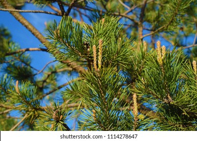 Pine leaves with pineapples.